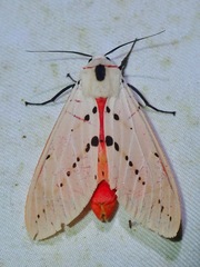 Spilarctia groganae