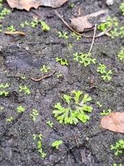 Ricciaceae