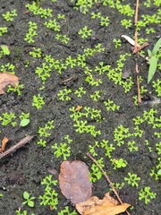 Ricciaceae