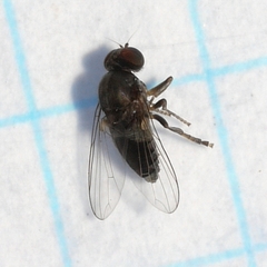 Lindneromyia flavicornis