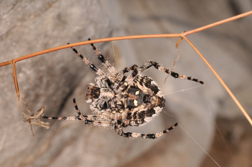 Araneus circe