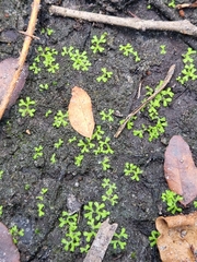 Ricciaceae