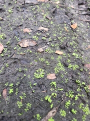 Ricciaceae
