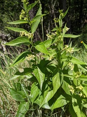 Vincetoxicum hirundinaria