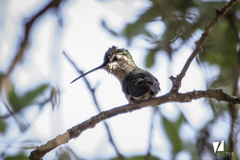 Eugenes fulgens