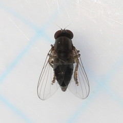Lindneromyia flavicornis