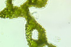 Microcystis wesenbergii
