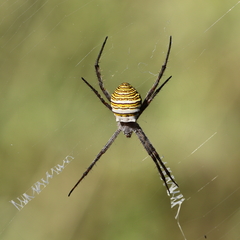 Argiope magnifica