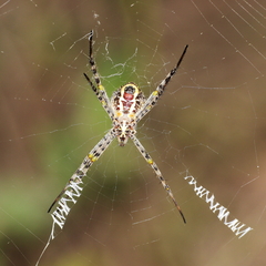 Argiope magnifica