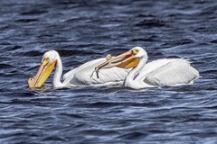 Pelecanus erythrorhynchos