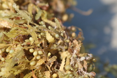 Sargassum natans