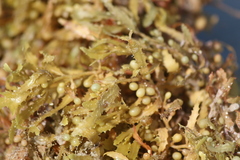 Sargassum natans