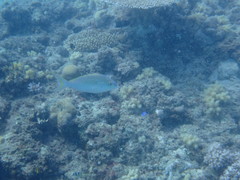 Scolopsis monogramma