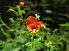 Alonsoa meridionalis