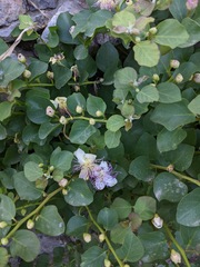 Capparis orientalis
