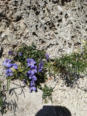 Campanula fragilis