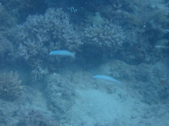 Ptereleotris microlepis