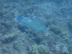 Choerodon schoenleinii