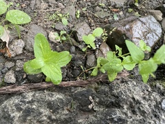 Lindernia anagallidea