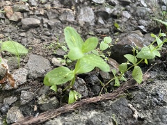 Lindernia anagallidea