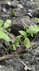 Lindernia anagallidea