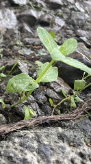 Lindernia anagallidea