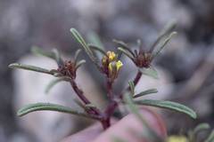 Orochaenactis thysanocarpha