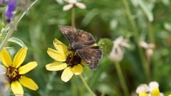 Erynnis meridianus