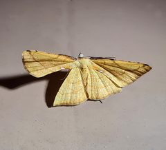 Corymica arnearia