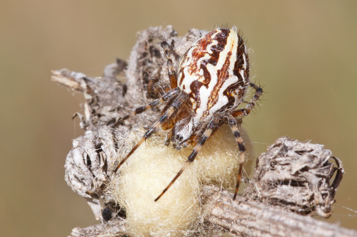 Aculepeira armida