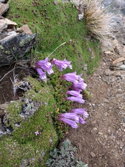 Penstemon davidsonii davidsonii