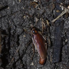 Ischnoptera bilunata