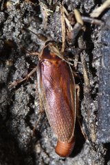 Ischnoptera bilunata