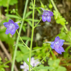 Delphinium oreganum