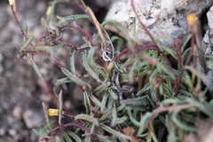 Camissonia pusilla
