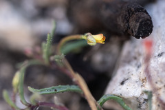 Camissonia pusilla