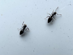 Technomyrmex albipes