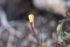 Camissonia pusilla