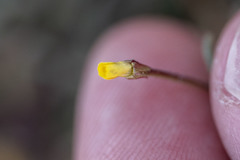 Camissonia pusilla