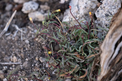 Camissonia pusilla