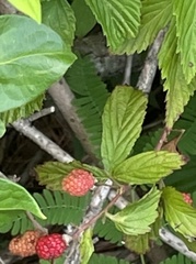 Rubus hirsutus