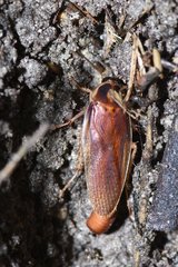 Ischnoptera bilunata