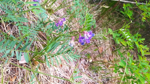 Image of Vicia multicaulis by (c) Ochirnima Nimaev, some rights reserved (CC BY)