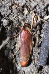 Ischnoptera bilunata