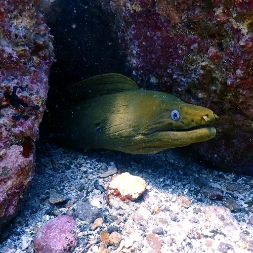 Chestnut Moray