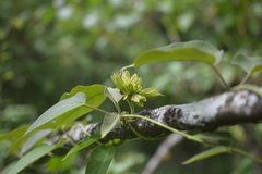 Prestonia mollis