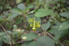 Prestonia mollis