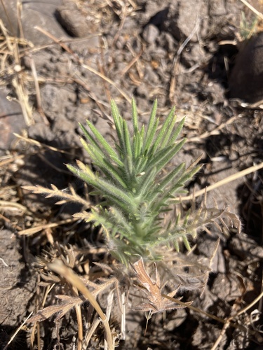 iNaturalist observation photo of Fitch's tarweed