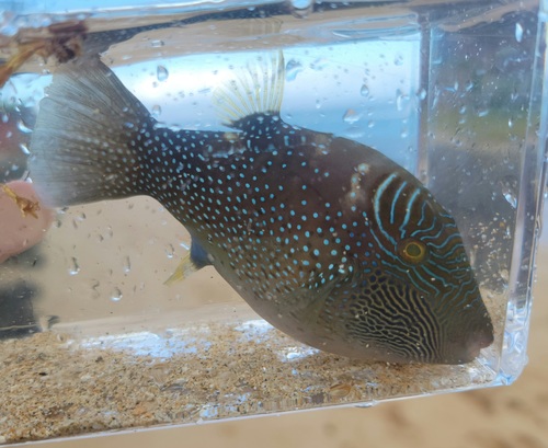 Ambon toby (Canthigaster amboinensis) — Tetraodontidae — 5