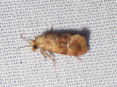 Cochylis bucera
